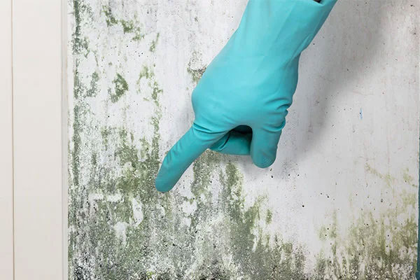Mold https://losangeles-personalinjuryattorney.com/wp-content/uploads/2023/06/Mold.jpg